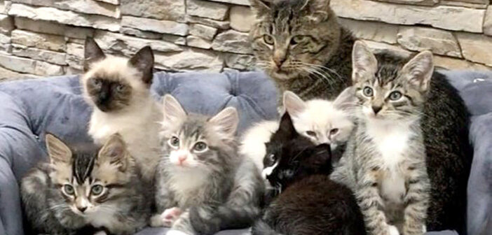 余命僅かだった老猫に、生きる目的を与えた子猫達。そのおかげで老猫は毎日寿命を伸ばしていき、みんなを驚かせる