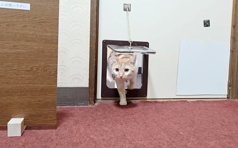 旅館の部屋に入ってきた猫