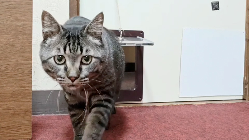 旅館の部屋に入ってきた猫