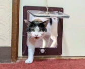 猫旅館に泊まると、部屋に猫が押しかけてきた！ 次々と遊びに来る猫達の姿が可愛すぎる ( *´艸｀)♡