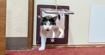 猫旅館に泊まると、部屋に猫が押しかけてきた！ 次々と遊びに来る猫達の姿が可愛すぎる ( *´艸｀)♡