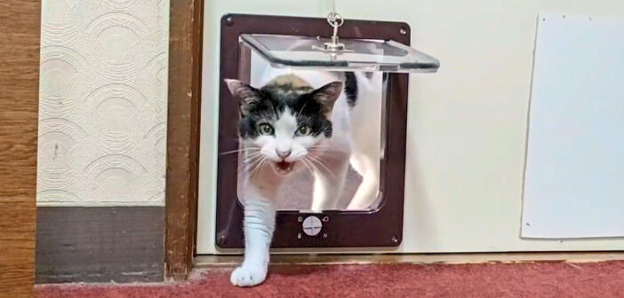 旅館の部屋に入ってきた猫