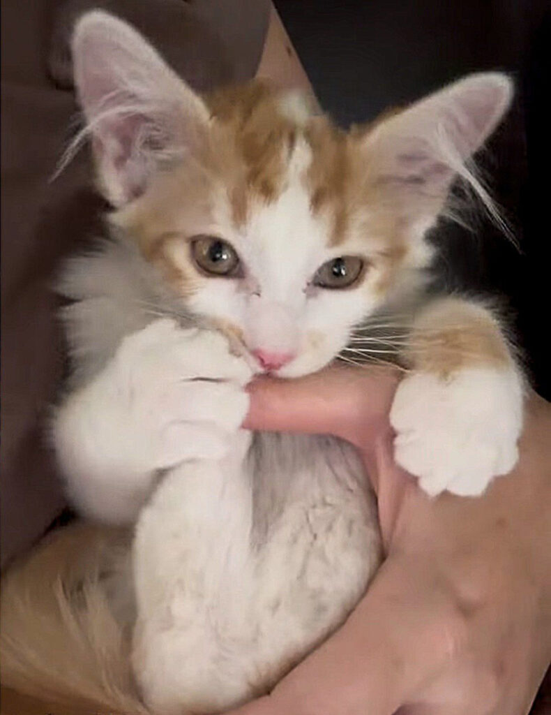 抱っこされる子猫