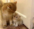 お母さんを独り占めする子猫