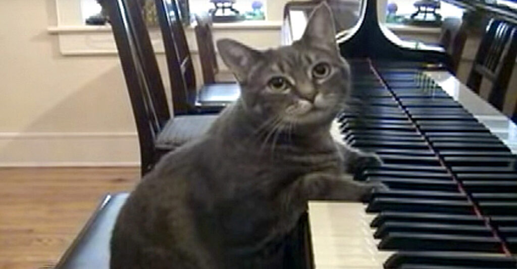 音楽教室で育ち、いつの間にかピアノが大好きになった猫さん。ピアノを