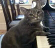 ピアノを弾く猫