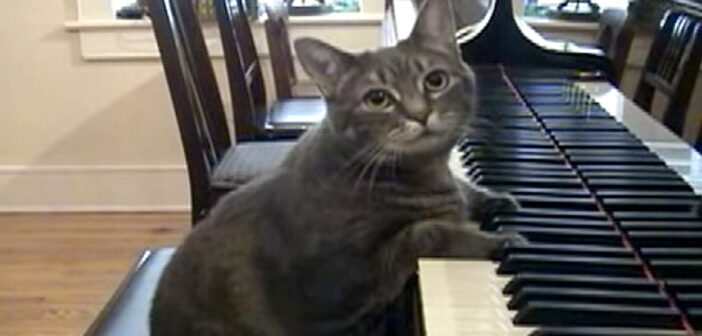音楽教室で育ち、いつの間にかピアノが大好きになった猫さん。ピアノを夢中で弾き続ける姿がとっても可愛い♡