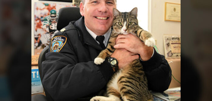街中で警察官に飛びついて来た子猫。一目惚れした警察官が上司を説得して、晴れて警察署の猫になる！