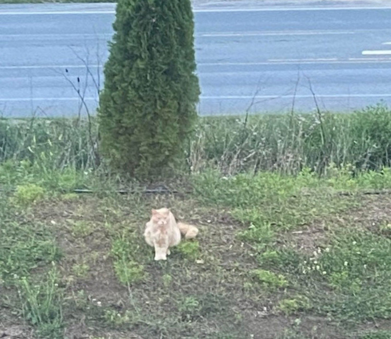 野外を彷徨っていた猫