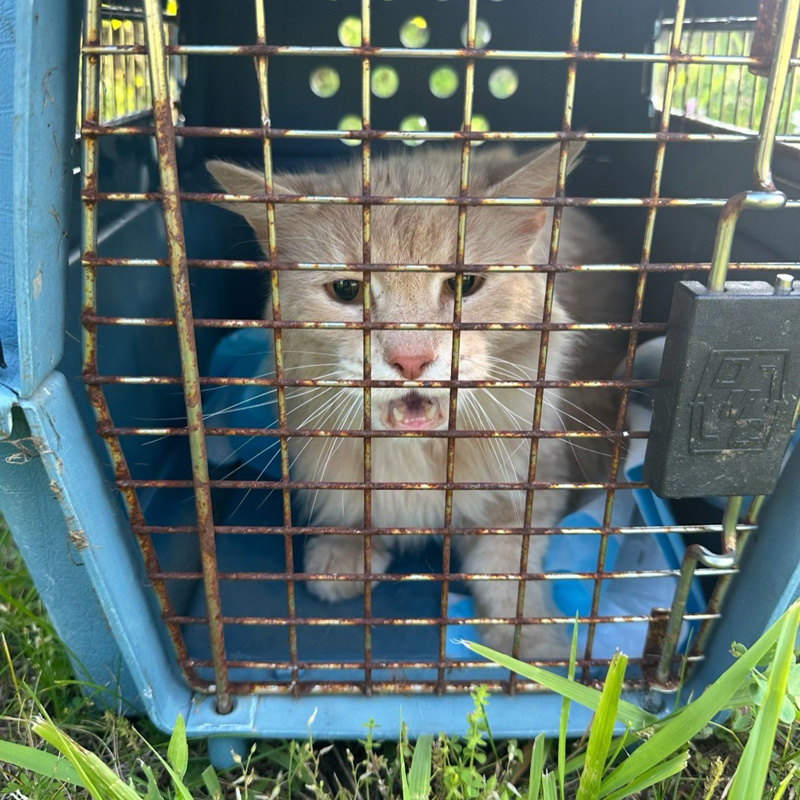 保護された猫