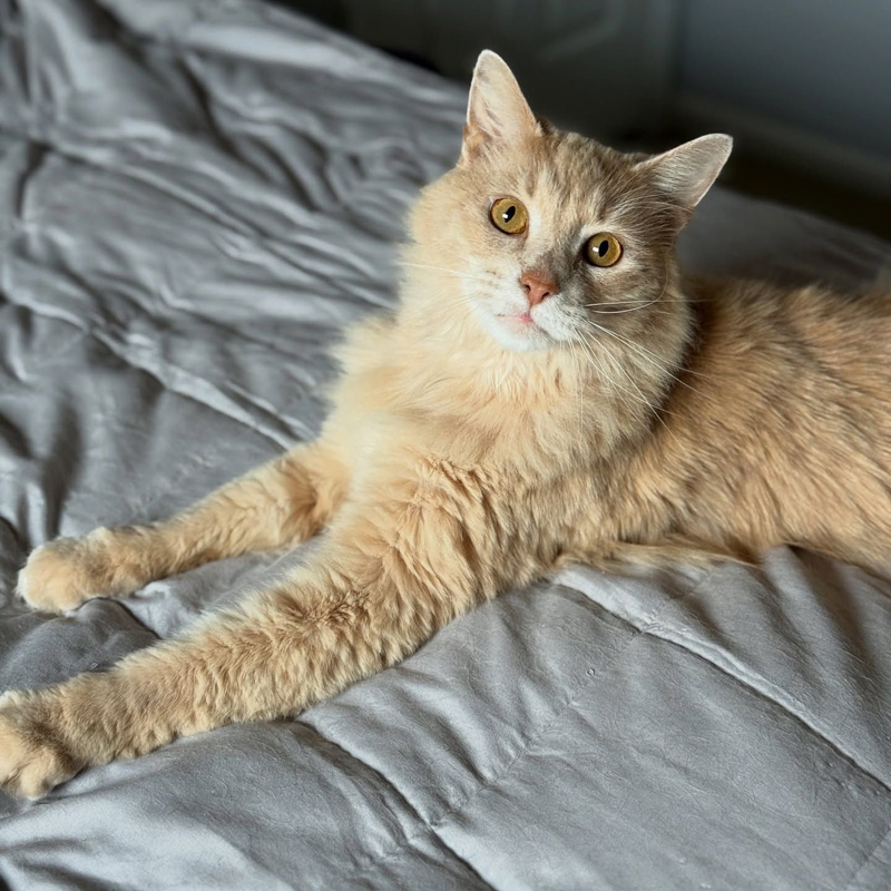 くつろぐ猫