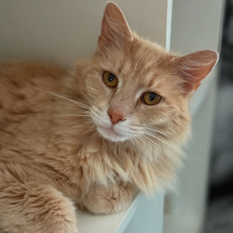 フサフサになった猫