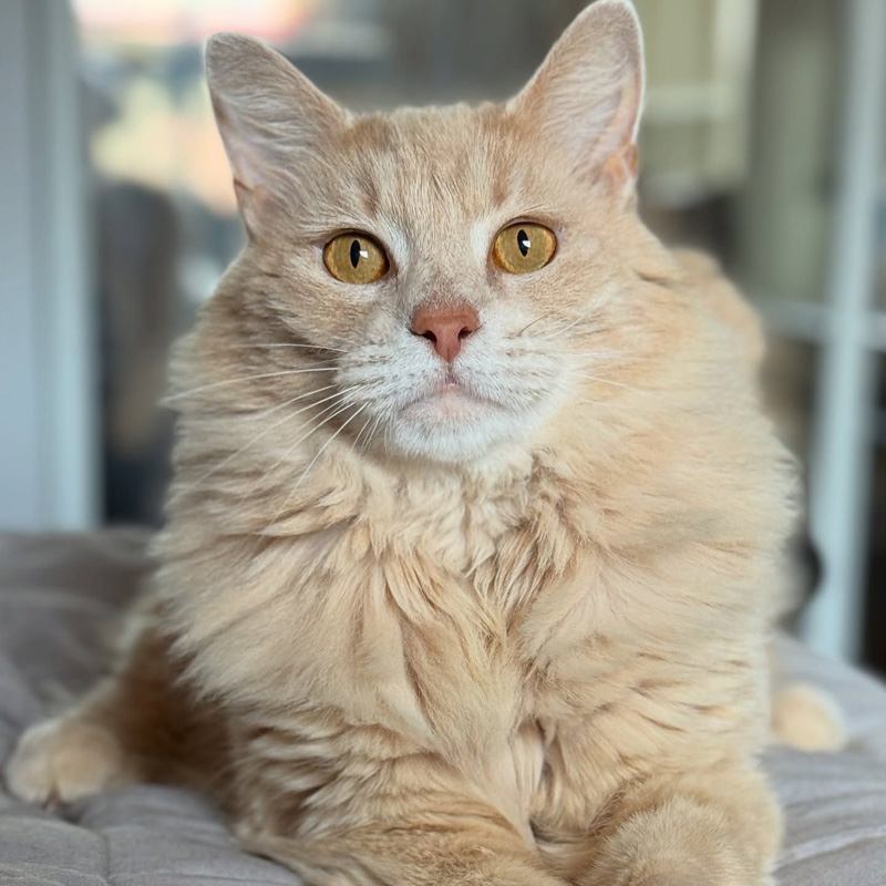 幸せになった猫