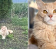 郵便局で保護された猫