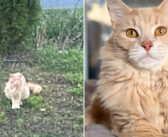 郵便局で多くの人達に駆け寄っていた猫。そんな猫を助けるために駆けつけた女性が、猫の運命を大きく変える