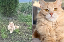 郵便局で保護された猫