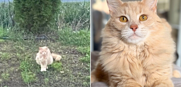 郵便局で保護された猫