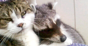 アライグマを助けた猫