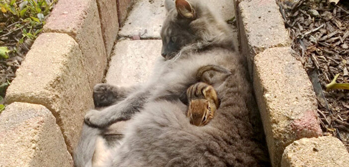 猫とリスが家の庭でバッタリ遭遇！ 何故かすぐに意気投合し、そのまま友達になる (*ﾟ0ﾟ)！