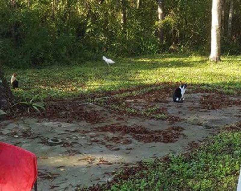 庭に現れた猫