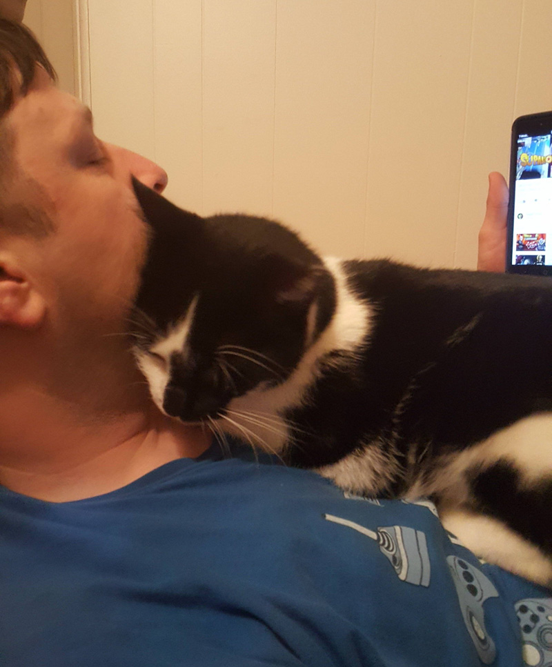 乗る猫