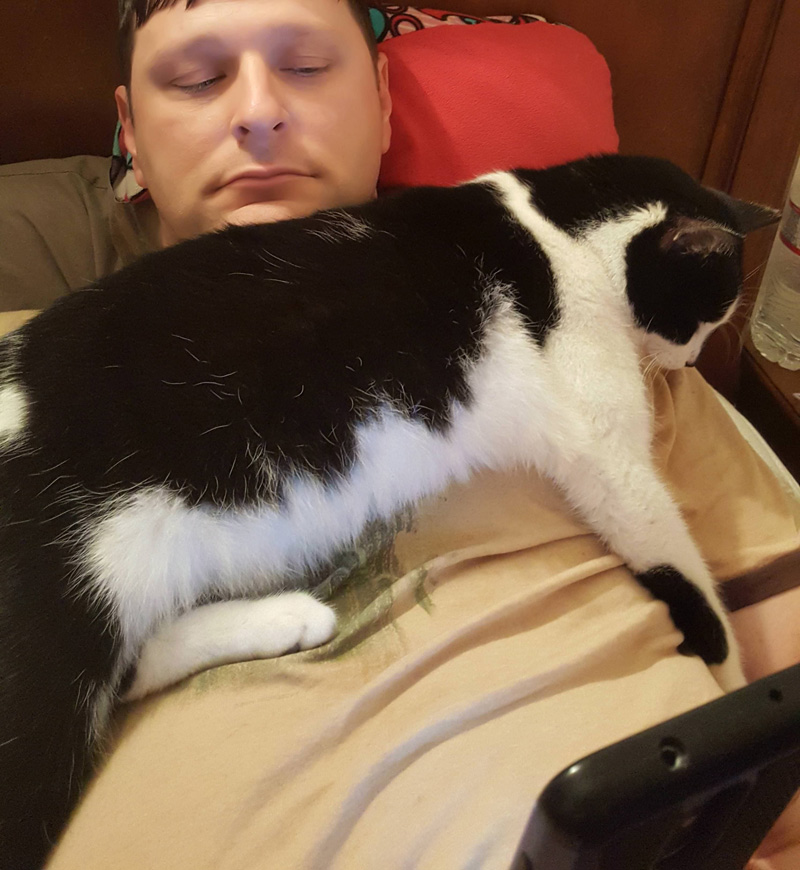 乗る猫