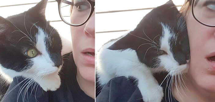 庭に現れた猫が、突然背中に飛びついてきた！ その日から全く離れる気配がなく、いつの間にか家族の一員に！