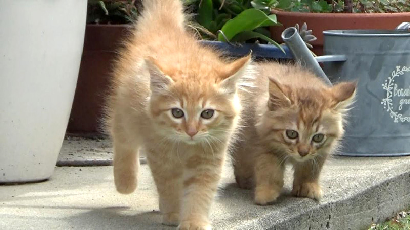 先住猫に挨拶しに行く子猫達