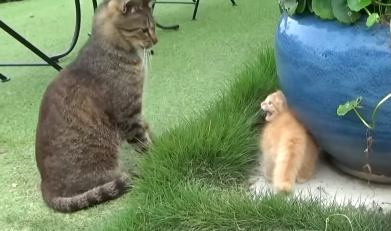 先住猫にシャーする子猫