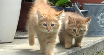 先住猫に挨拶しに行く子猫達