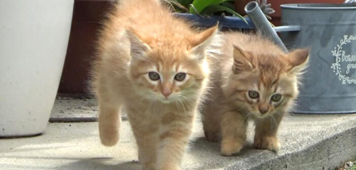 「先住猫に挨拶しに行ってくる！」と子猫達がチャレンジするも、やっぱりドキドキするようで… 可愛い姿を見せてくれた♡