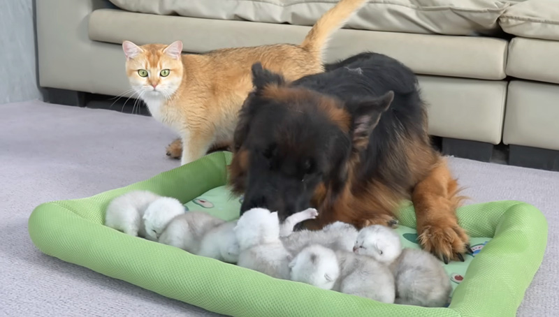 子育て上手なシェパードに驚く母猫