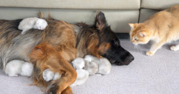 子猫の世話が驚くほど上手なジャーマンシェパードの姿に、猫のお母さんも思わずビックリ (*゚0゚)!