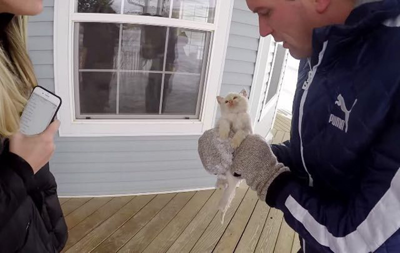 雪の中から保護された子猫