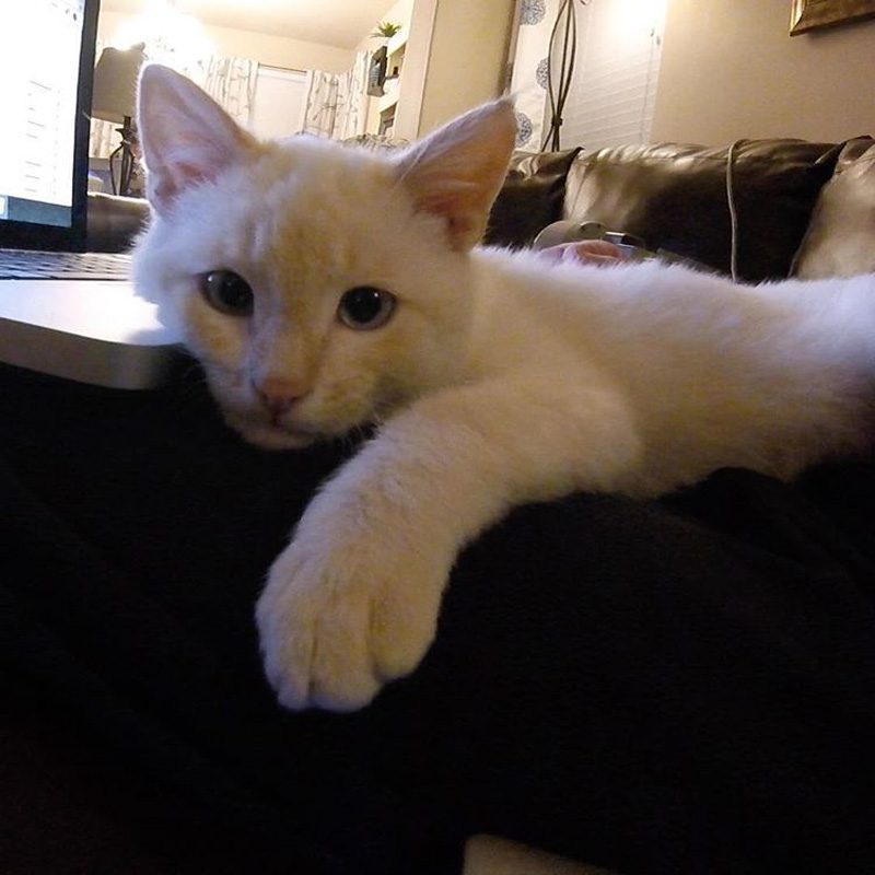 くつろぐ子猫
