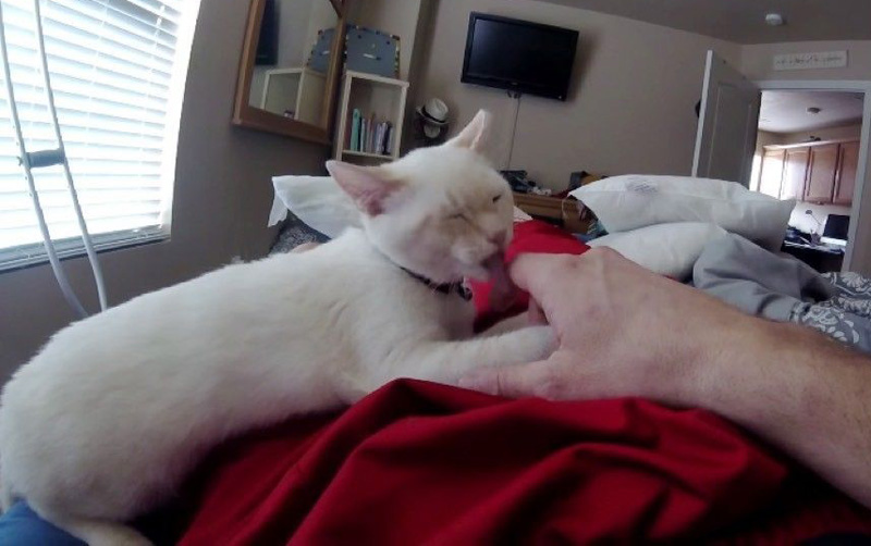 看護する子猫