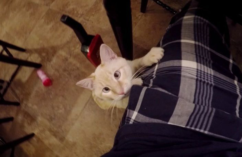 登る子猫