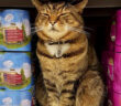 スーパーの猫