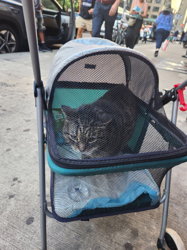 ベビーカーと一緒に放置されていた猫