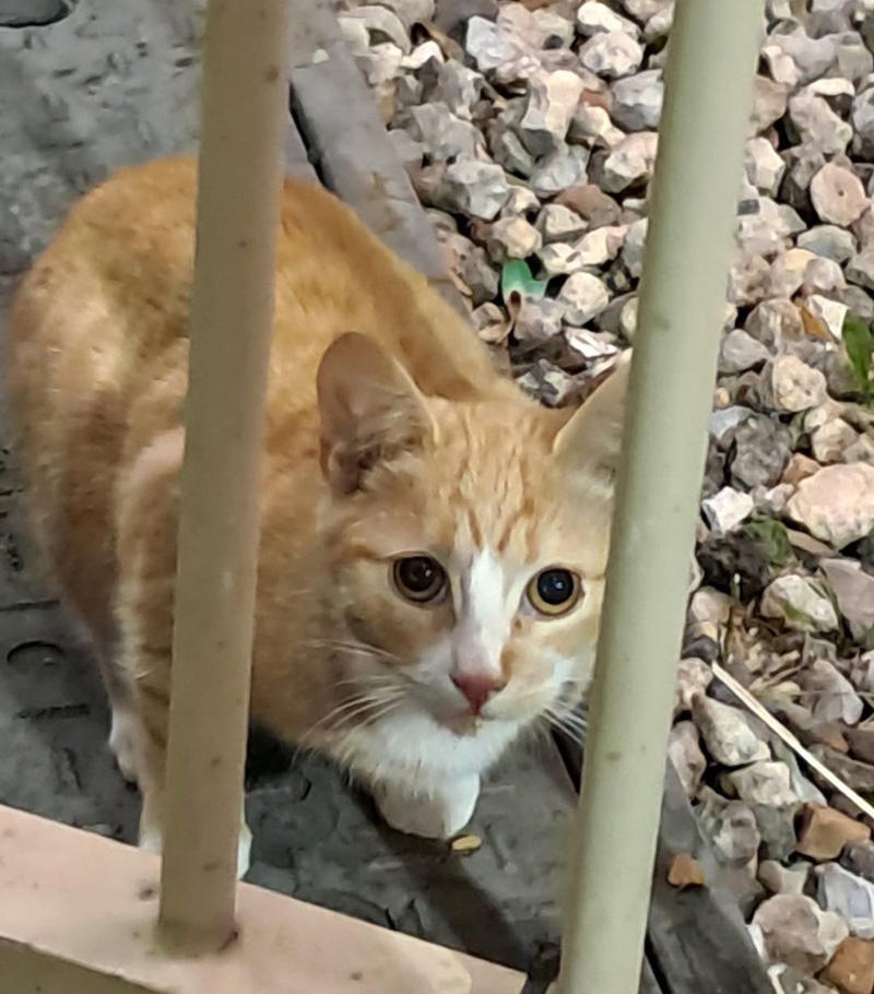 地下鉄の駅の線路脇の猫