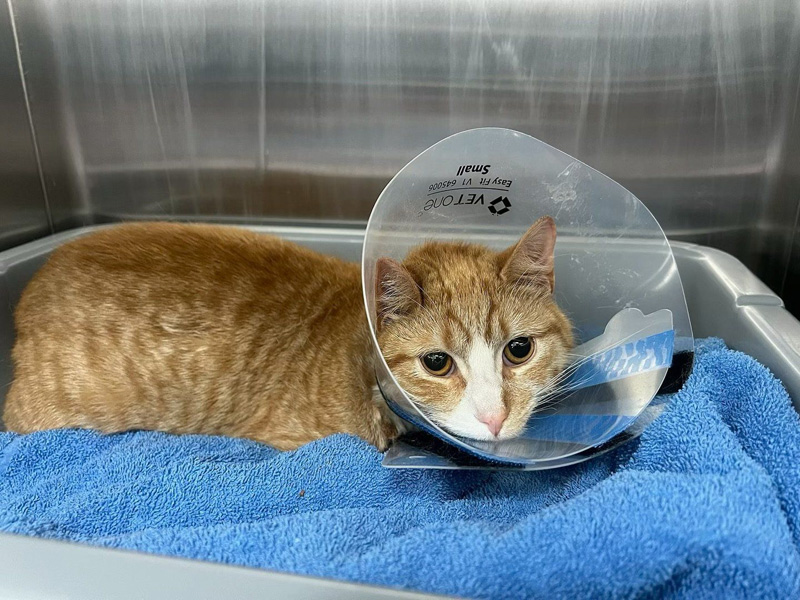 保護された猫