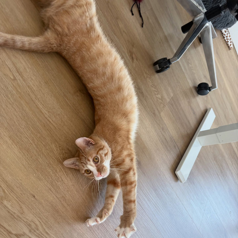伸びる猫