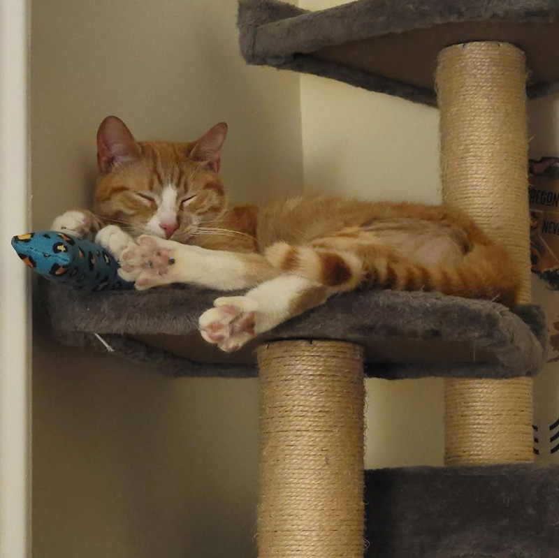 くつろぐ猫