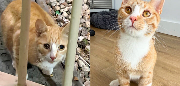 地下鉄の駅に住んでいた猫