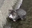 水路に落ちてしまった子猫