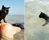 ある日、砂浜に連れて行ってもらった黒猫。すぐに驚くほどの海好きになって、元気いっぱいに水遊びを始める！