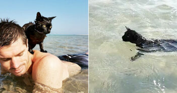 ある日、砂浜に連れて行ってもらった黒猫。すぐに驚くほどの海好きになって、元気いっぱいに水遊びを始める！