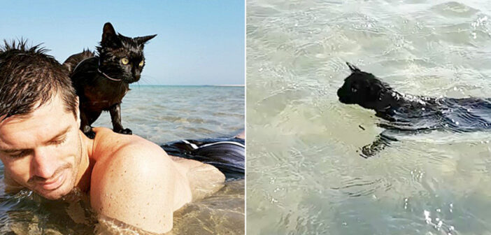 ある日、砂浜に連れて行ってもらった黒猫。すぐに驚くほどの海好きになって、元気いっぱいに水遊びを始める！