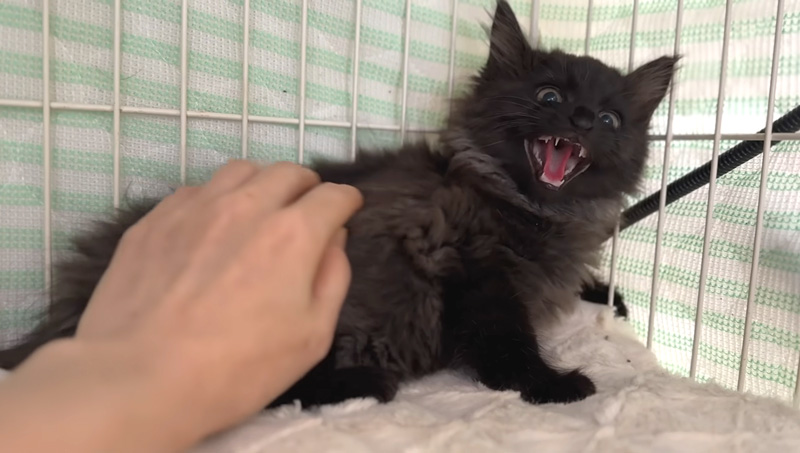 激しくシャーする保護子猫