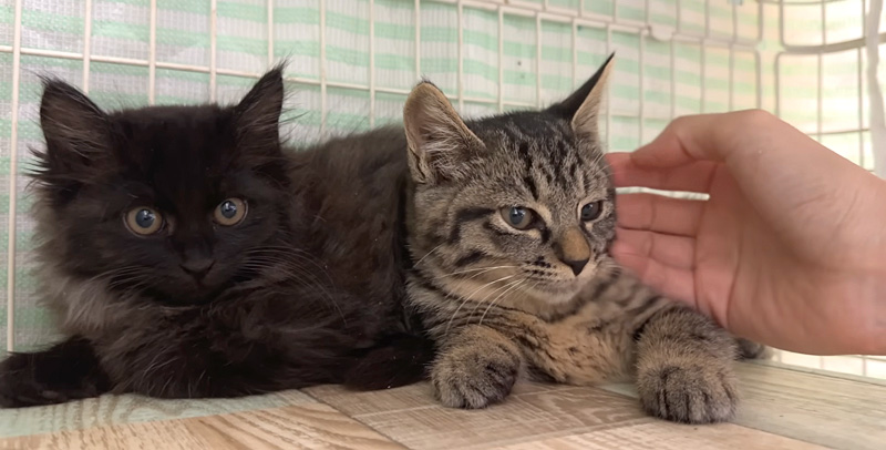 撫でさせてくれた保護子猫